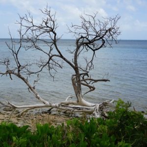 Carte double arbre plage en Nouvelle Calédonie
