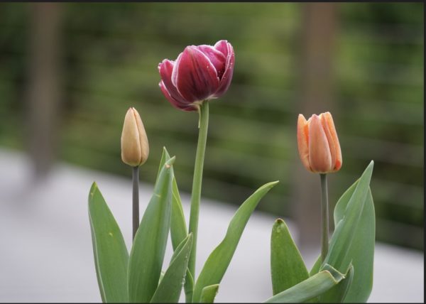 Tableau Alu 40 x 40 Tulipe