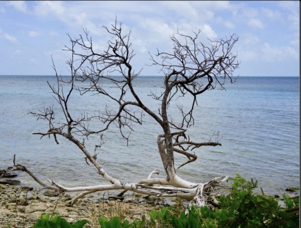 Tableau Alu 30 x 40, Arbre plage