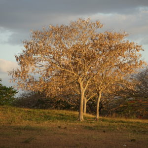 Carte double, arbres un soir