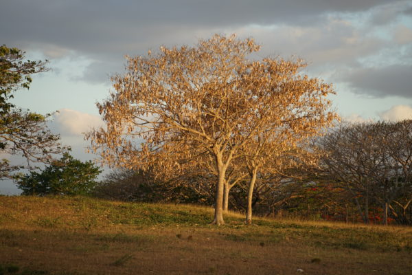 Carte double, arbres un soir