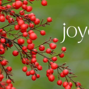 Cartes de Noël 2023 20 x 10 cm