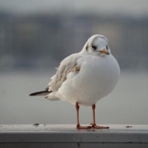 Carte double, Mouettes à Genève