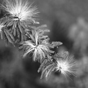 Fleurs noir/blanc carrée