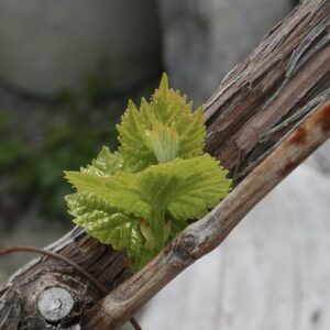 Valais, Carte rectangulaire