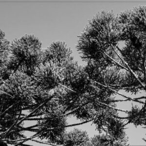 Carte simple, Arbre sud du Brésil