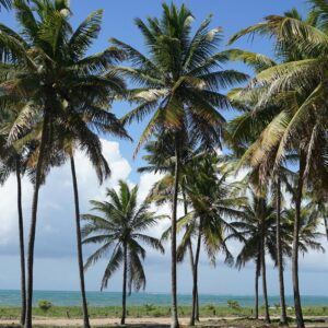 Palmiers Plage, Brésil
