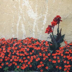 Fleurs, Suisse